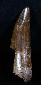A large T-Rex tooth from South Dakota.